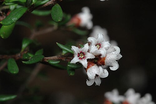 Cryptandra lanosiflora: Cryptandra lanosiflora in the Australian National Botanic Gardens