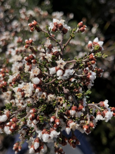Cryptandra lanosiflora (Cryptandra lanosiflora)