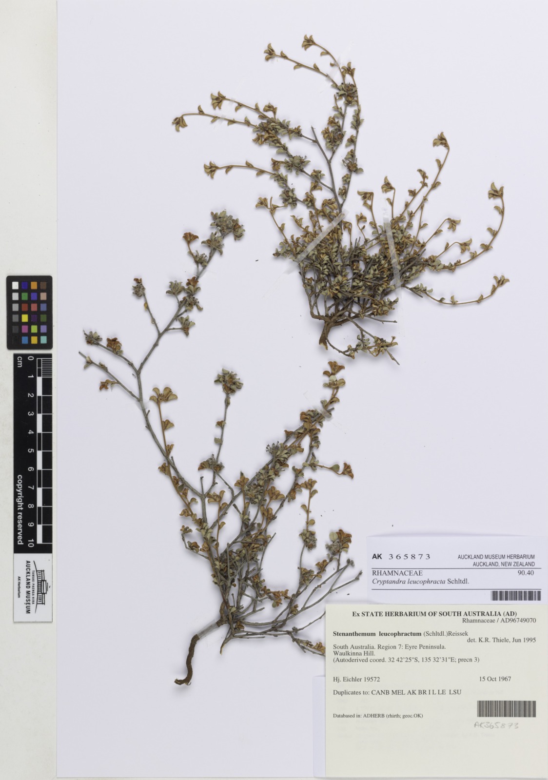 Rusty poison (Cryptandra leucophracta)