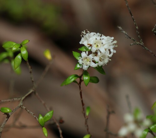 Cryptandra longistaminea (Cryptandra longistaminea)