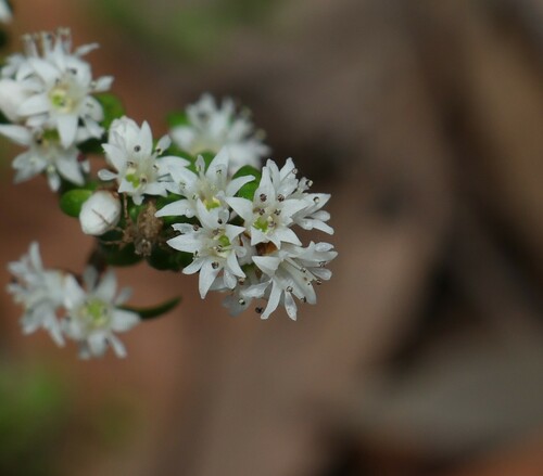 Cryptandra longistaminea (Cryptandra longistaminea)