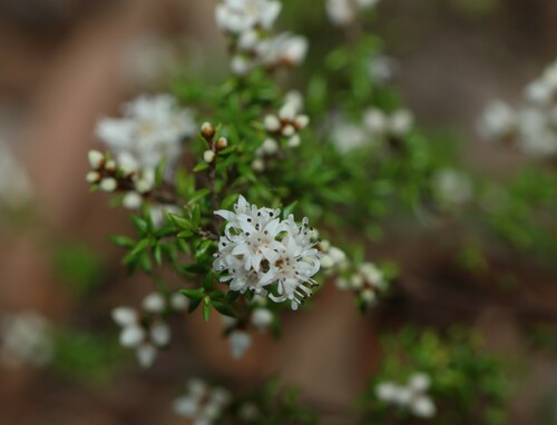 Cryptandra longistaminea (Cryptandra longistaminea)