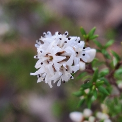 Cryptandra longistaminea (Cryptandra longistaminea)