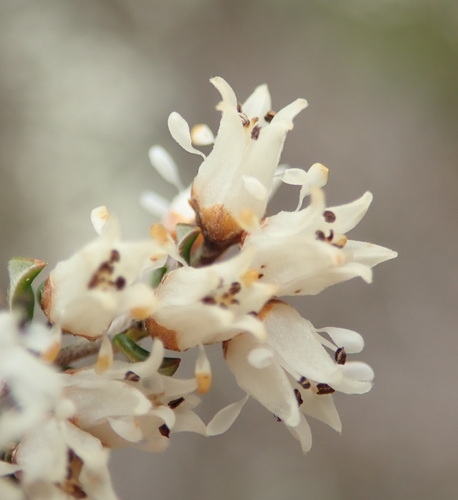 Cryptandra longistaminea (Cryptandra longistaminea)