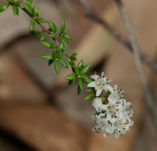 Cryptandra longistaminea (Cryptandra longistaminea)
