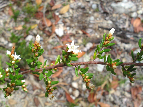 Cryptandra longistaminea (Cryptandra longistaminea)