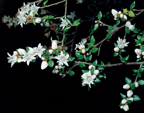 Cryptandra longistaminea: Cryptandra longistaminea at Fairhill Nursery, Yandina, Queensland