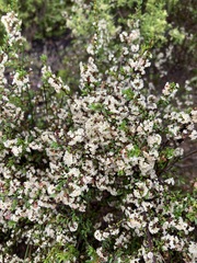 Cryptandra mutila (Cryptandra mutila)