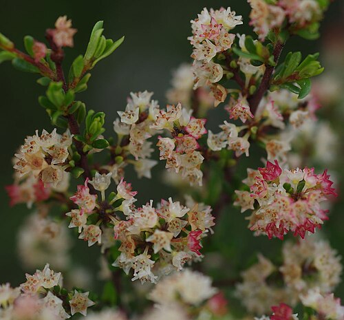 Cryptandra mutila: Cryptandra mutila in Beeliar Regional Park, Perth, Western Australia