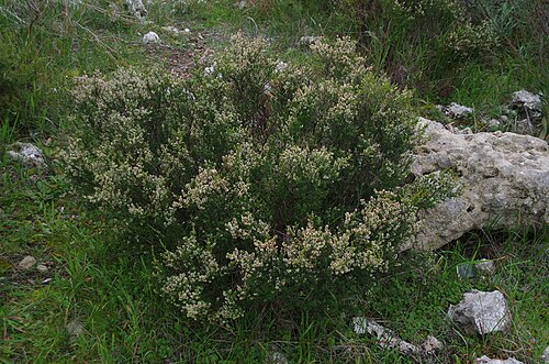 Cryptandra mutila: Cryptandra mutila habit in Beeliar Regional Park, Perth, Western Australia