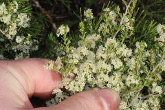 Cryptandra mutila (Cryptandra mutila)