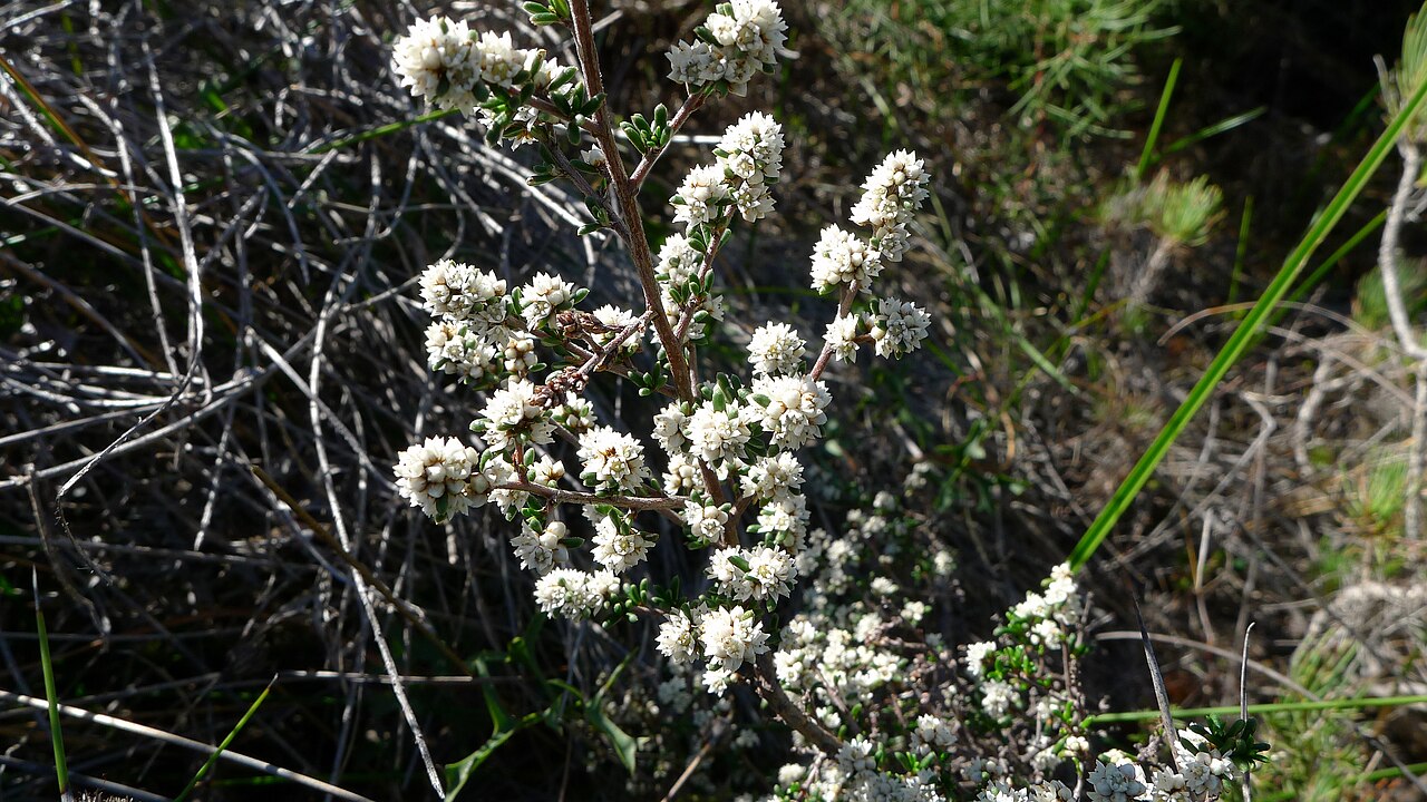 Cryptandra myriantha: Probably Cryptandra myriantha . Talbot Road Reserve, Swan View, Western Australia, May 2012.