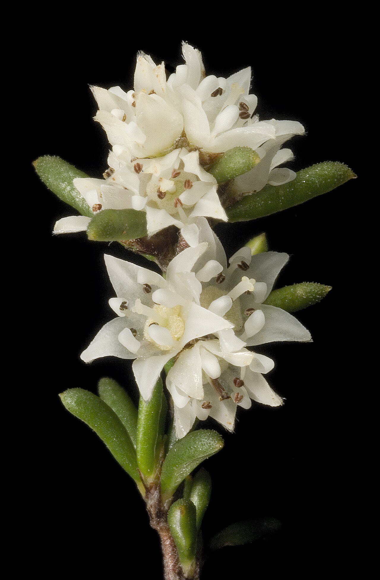 Cryptandra myriantha: KRT3737