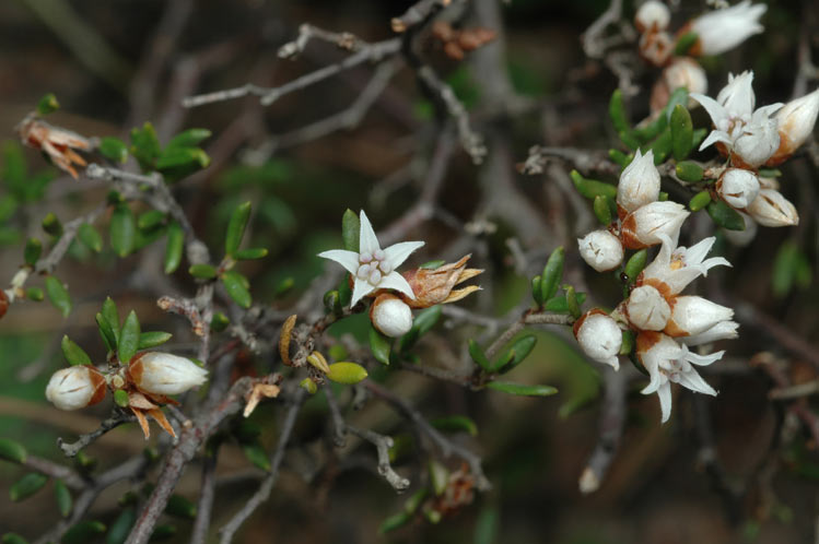Cryptandra propinqua: Cryptandra propinqua in the Eurobodalla Regional Botanic Gardens, near Bateman's Bay, New South Wales
