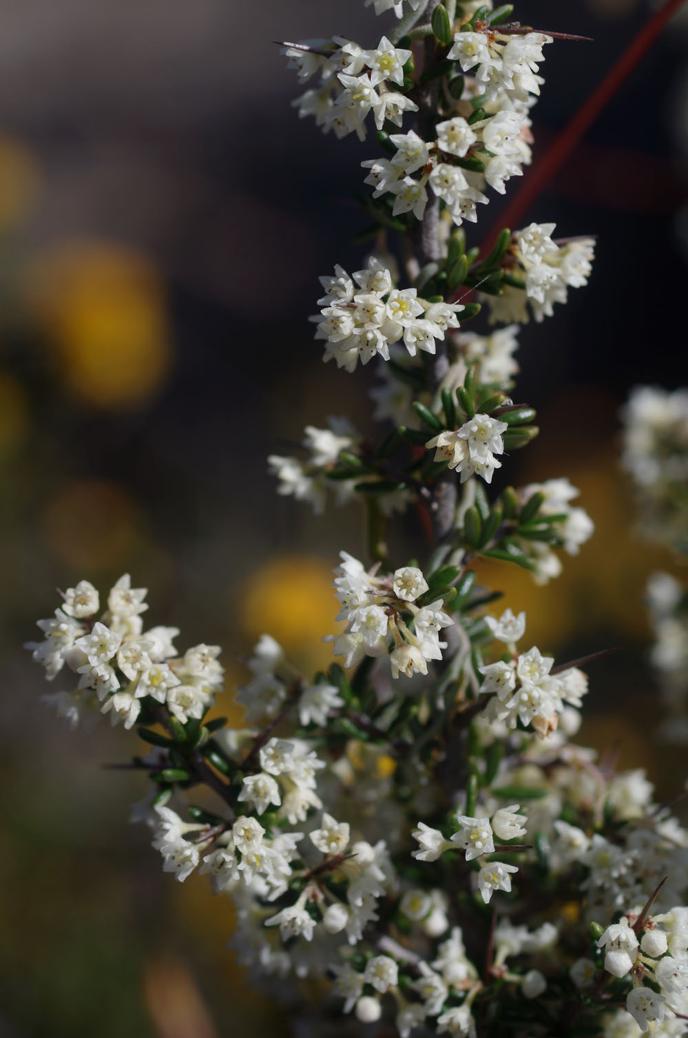 Cryptandra pungens: Cryptandra pungens in Wongan Hills, Western Australia