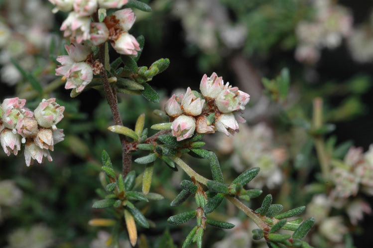 Cryptandra recurva: Cryptandra recurva in the Australian National Botanic Gardens