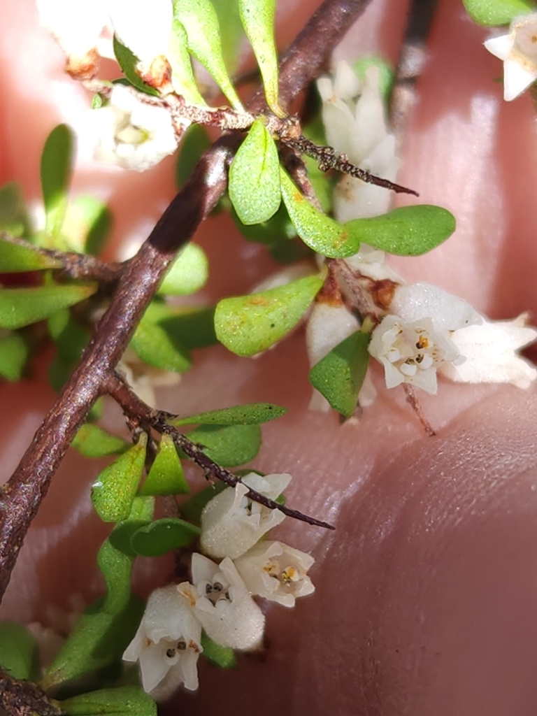 Cryptandra spinescens (Cryptandra spinescens)