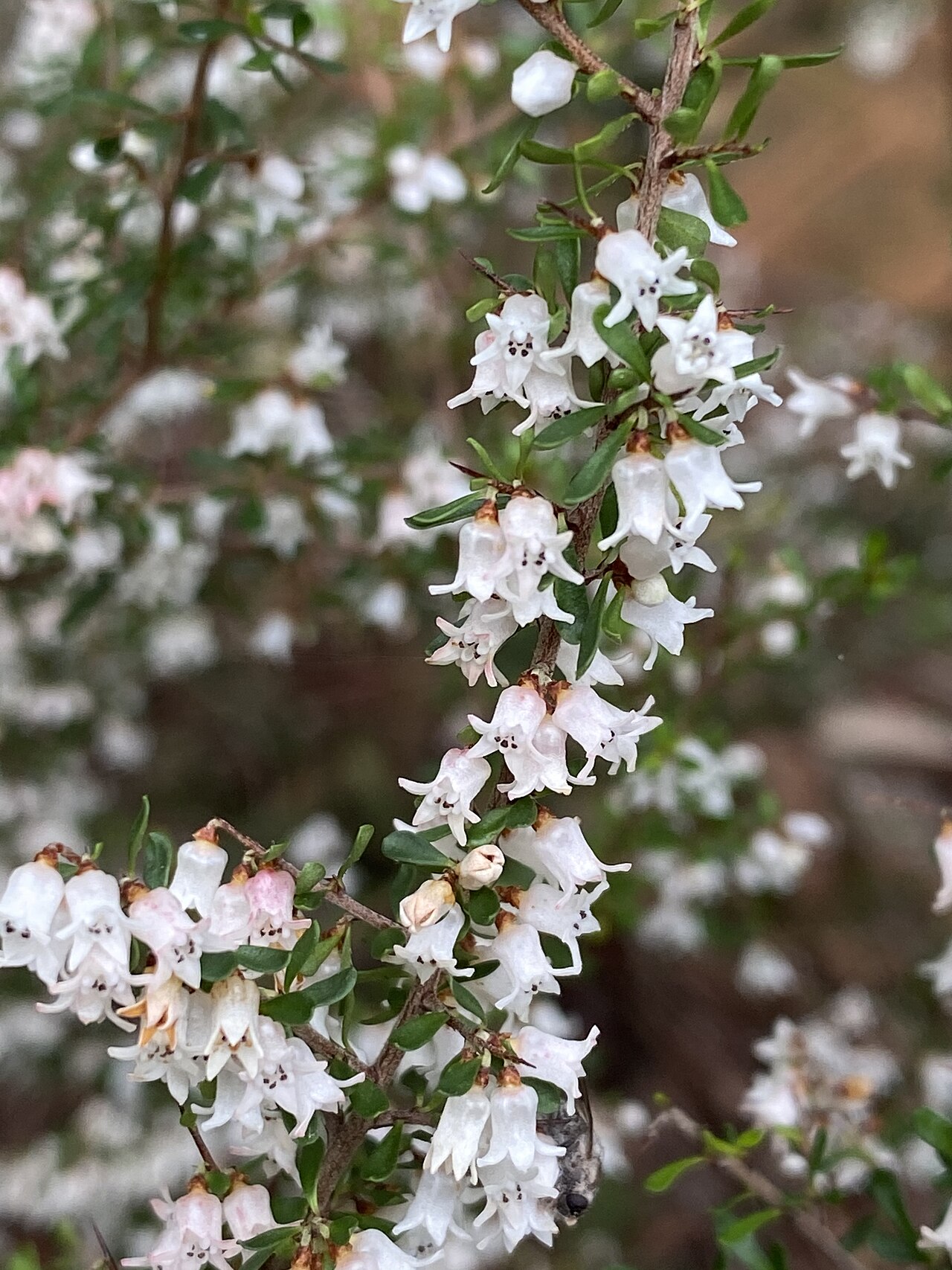 Cryptandra spinescens: Cryptandra spinescens cultivated specimen growing in the Australian National Botanic Garden