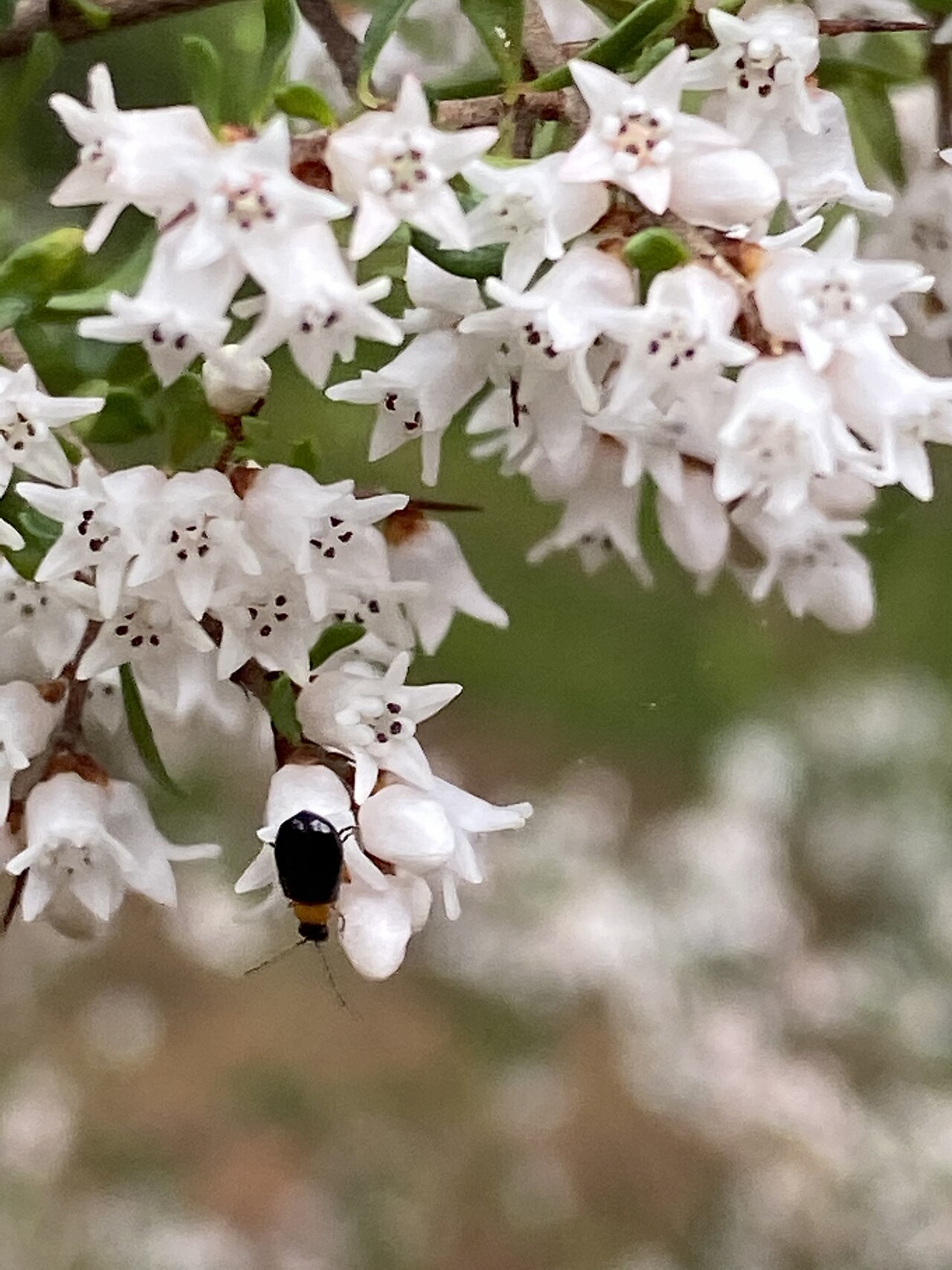 Cryptandra spinescens: Cryptandra spinescens cultivated specimen growing in the Australian National Botanic Garden