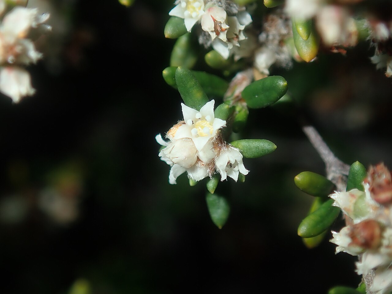 Cryptandra spyridioides: Cryptandra spyridioides near Bowes, south of Northampton, Western Australia