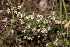 Cryptandra tomentosa (Cryptandra tomentosa)