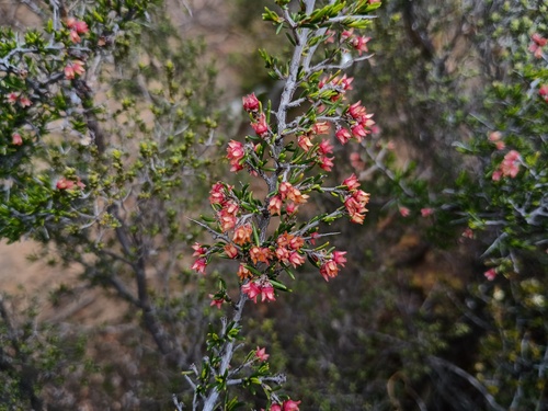 Cryptandra tomentosa (Cryptandra tomentosa)