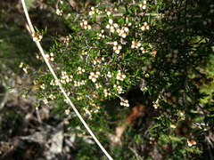 Cryptandra tomentosa (Cryptandra tomentosa)