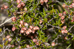 Cryptandra tomentosa (Cryptandra tomentosa)