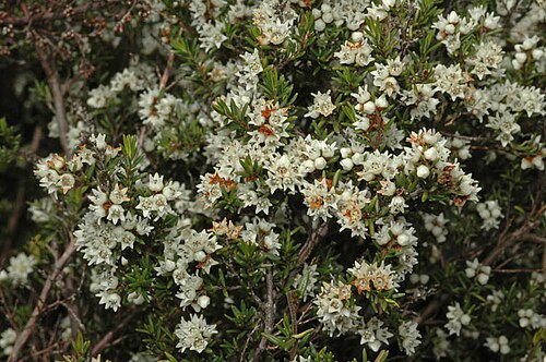Cryptandra tomentosa: Cryptandra tomentosa in Stocks Native Nursery and Botanic Gardens, Harden, New South Wales