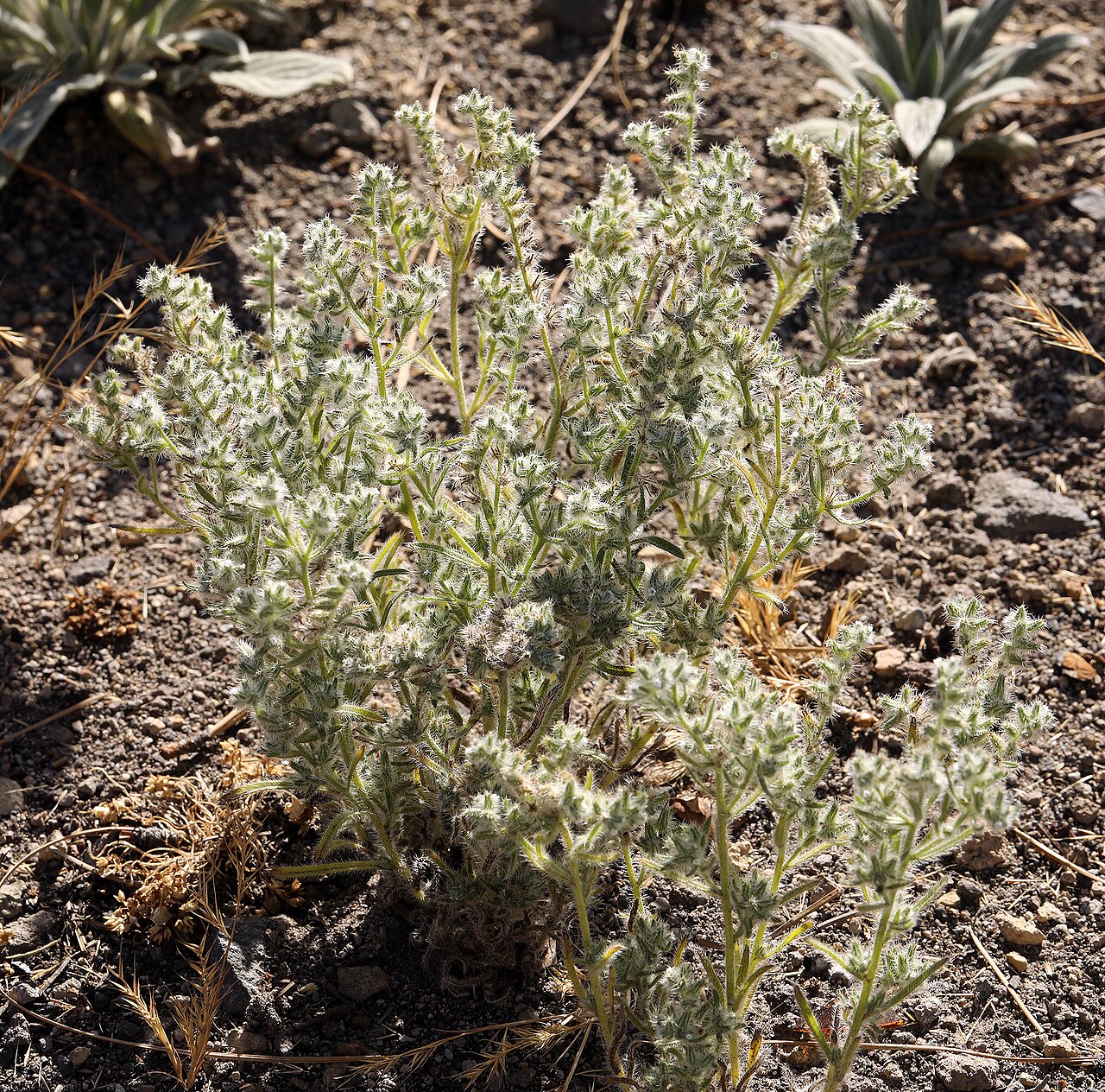 Basin cryptantha: Cryptantha ambigua flowering Siskiyou County, California, US