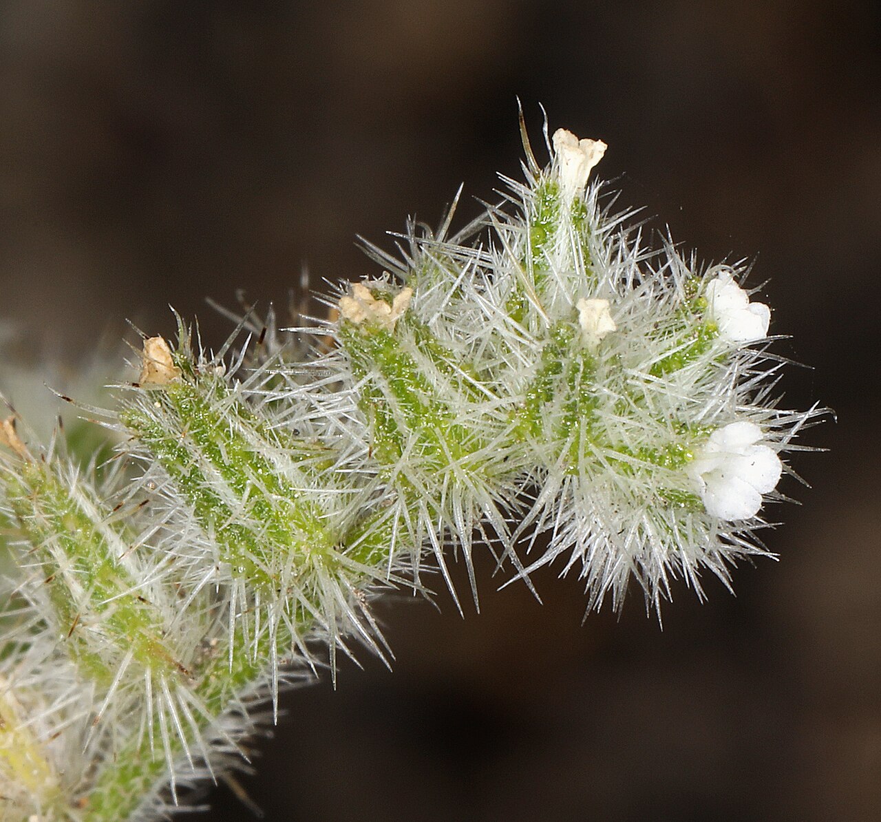 Basin cryptantha: Cryptantha ambigua flower Siskiyou County, California, US
