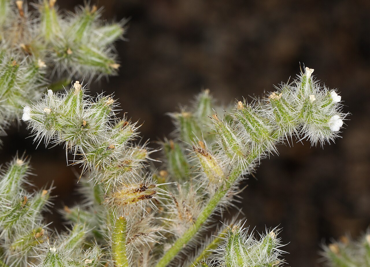 Basin cryptantha: Cryptantha ambigua flower Siskiyou County, California, US