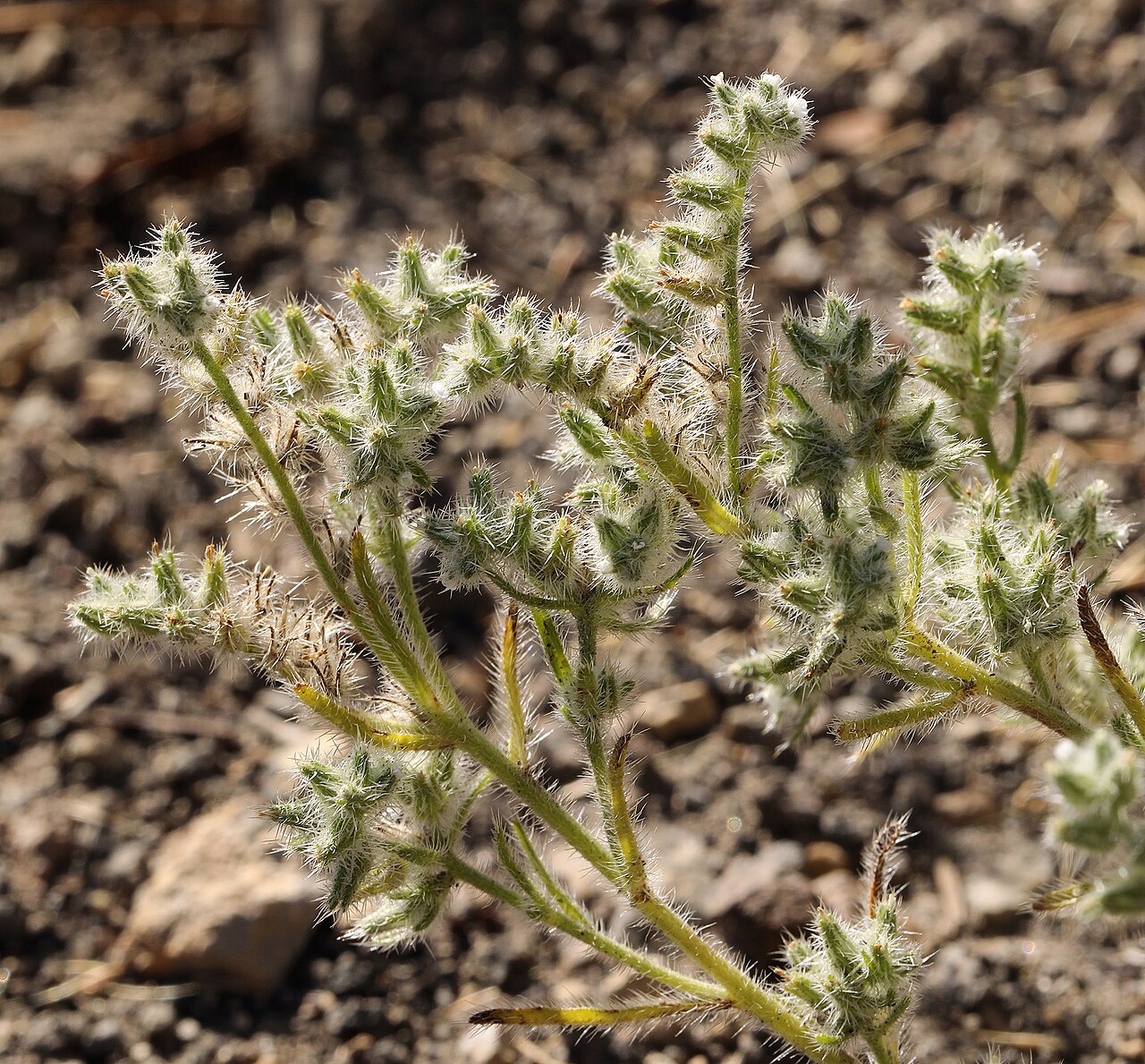 Basin cryptantha: Cryptantha ambigua flowering stem Siskiyou County, California, US