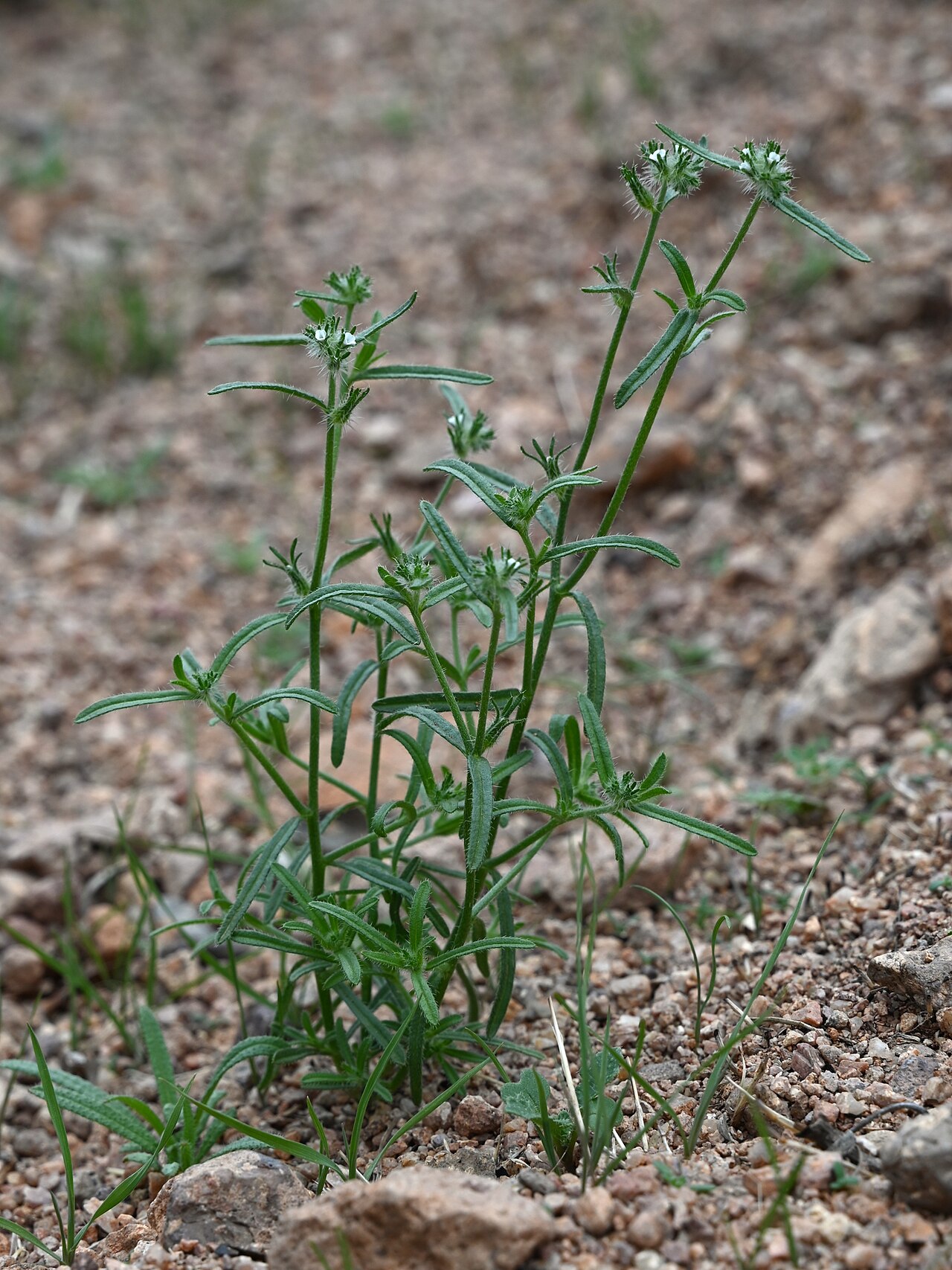 Bearded cryptantha: Cryptantha barbigera at crossing N Apache Road and road to Lost Dutchman State Park in Phoenix, Arizona