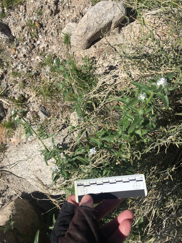 Bearded cryptantha (Cryptantha barbigera)