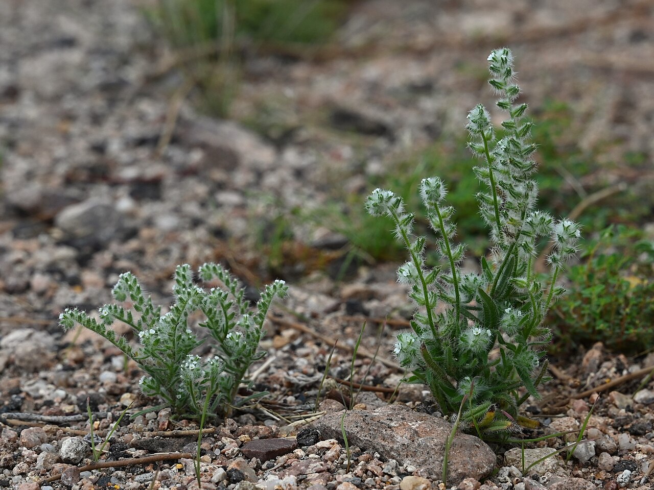 Bearded cryptantha: Cryptantha barbigera at crossing N Apache Road and road to Lost Dutchman State Park in Phoenix, Arizona