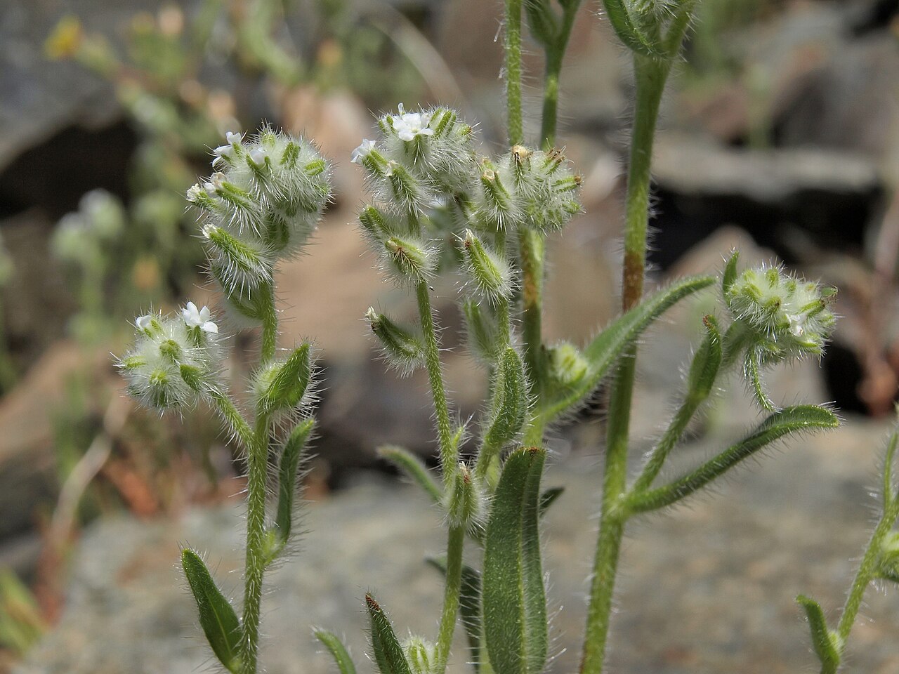 Bearded cryptantha: Bearded Cryptantha (Cryptantha barbigera var. barbigera). Variety of plant.