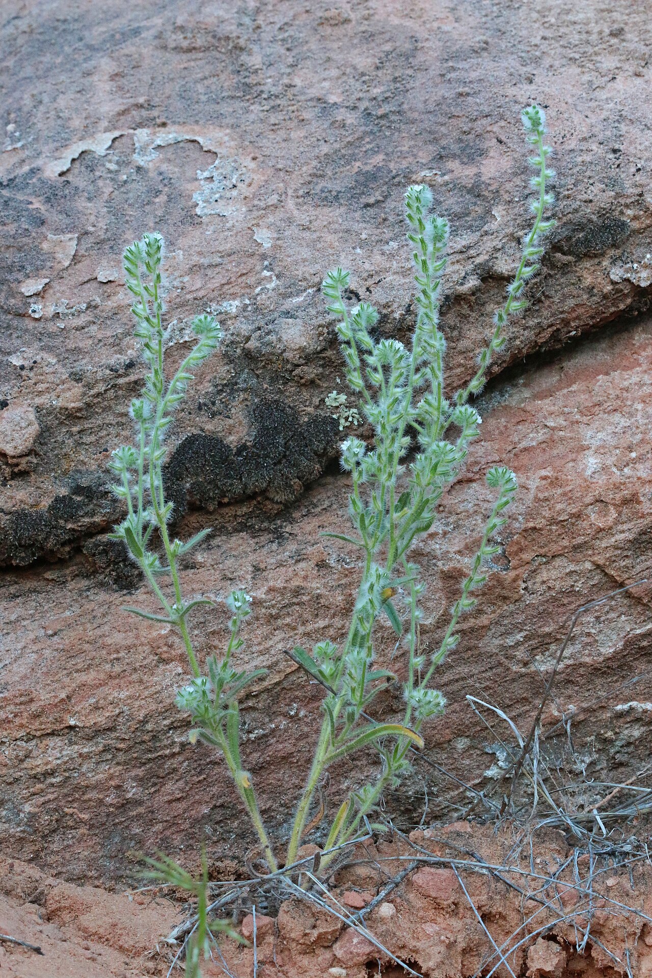 Bearded cryptantha: Bearded catseye (Cryptantha barbigera), Borage family (Boraginaceae). Along the Virgin River in Springdale, near Zion Park, Utah.