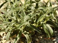 Bearded cryptantha (Cryptantha barbigera)