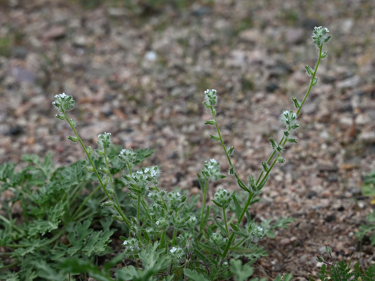 Bearded cryptantha: Cryptantha barbigera at crossing N Apache Road and road to Lost Dutchman State Park in Phoenix, Arizona