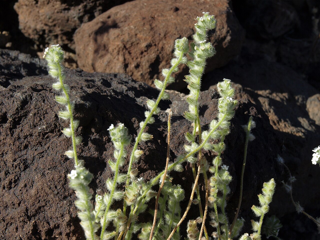 Bearded cryptantha: fuzzy forget me not, Cryptantha barbigera, Sierra Nevada, elevation 1265 m