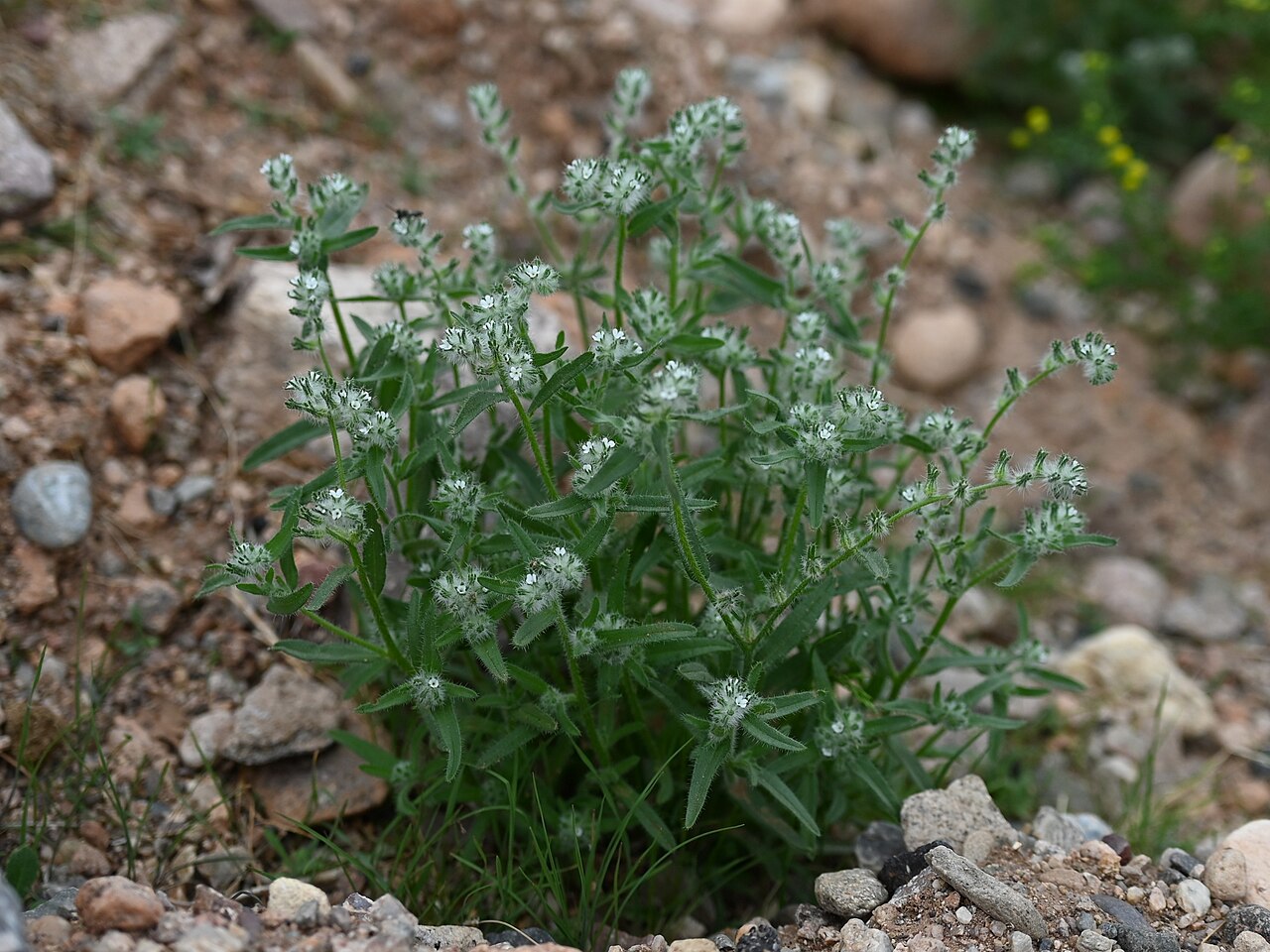 Bearded cryptantha: Cryptantha barbigera at crossing N Apache Road and road to Lost Dutchman State Park in Phoenix, Arizona