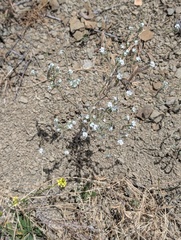 Cleveland's cryptantha (Cryptantha clevelandii)