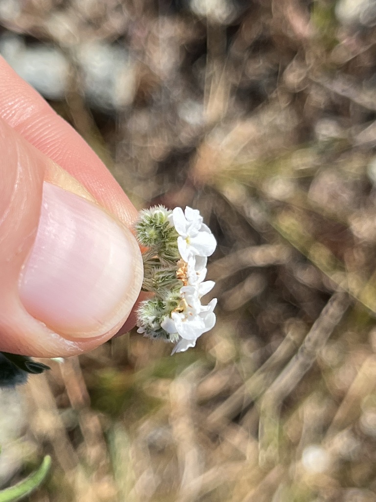 Cleveland's cryptantha (Cryptantha clevelandii)