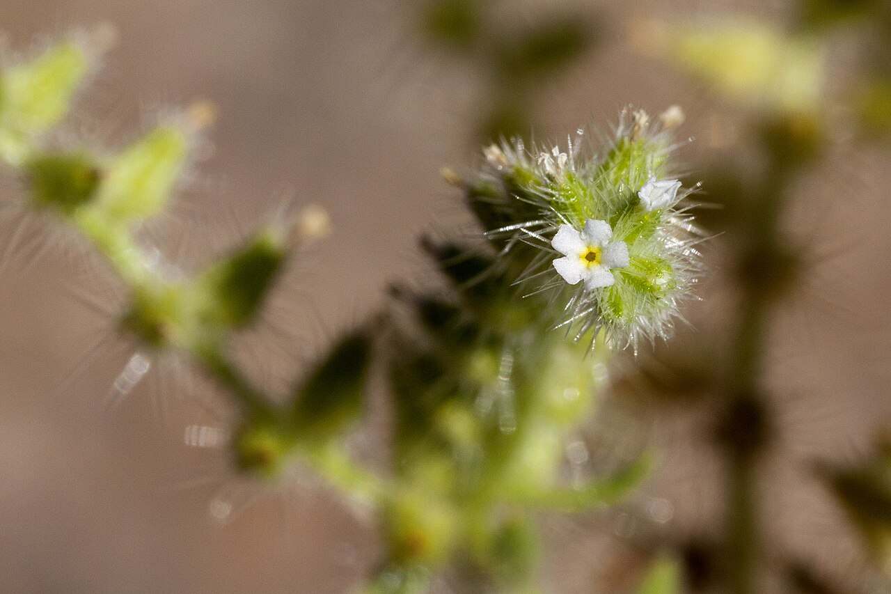 Thicksepal cryptantha: Cryptantha crassisepala , west side of the Rio Grande, west-northwest of Mesilla Dam and southwest of Mesilla Park, 32.2298 -106.8177, Doña Ana County, New Mexi