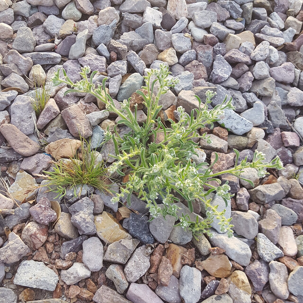 Thicksepal cryptantha: Thicksepal Cryptantha ( Cryptantha crassisepala ) in the United States