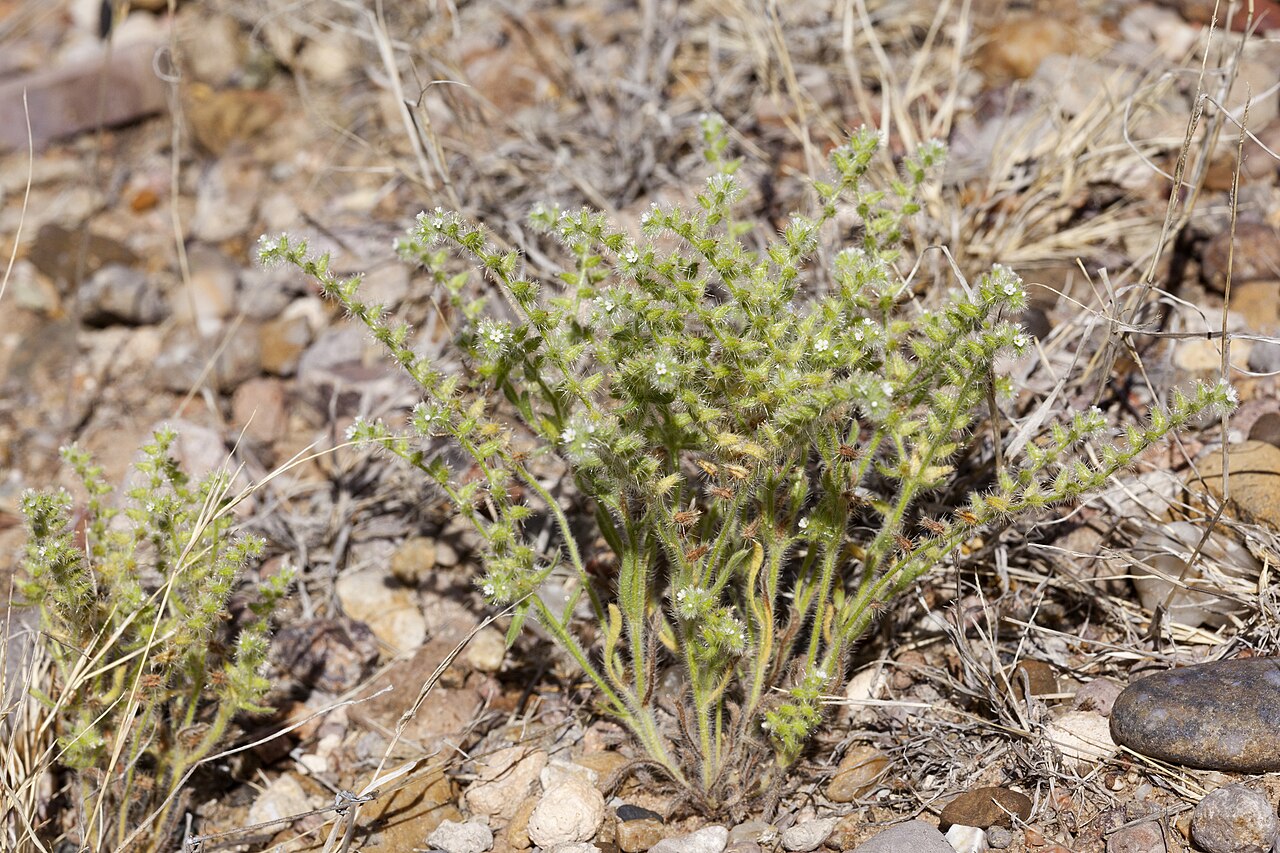 Thicksepal cryptantha: Cryptantha crassisepala , west side of the Rio Grande, west-northwest of Mesilla Dam and southwest of Mesilla Park, 32.2298 -106.8177, Doña Ana County, New Mexi
