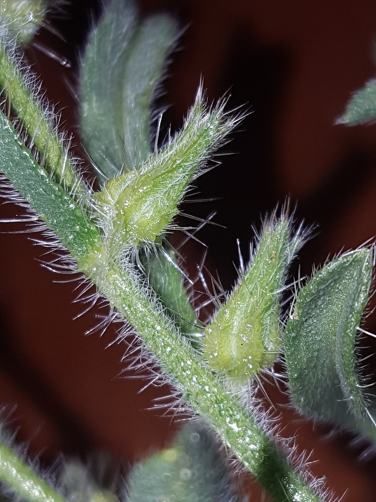 Thicksepal cryptantha: Thicksepal Cryptantha ( Cryptantha crassisepala ) in the United States