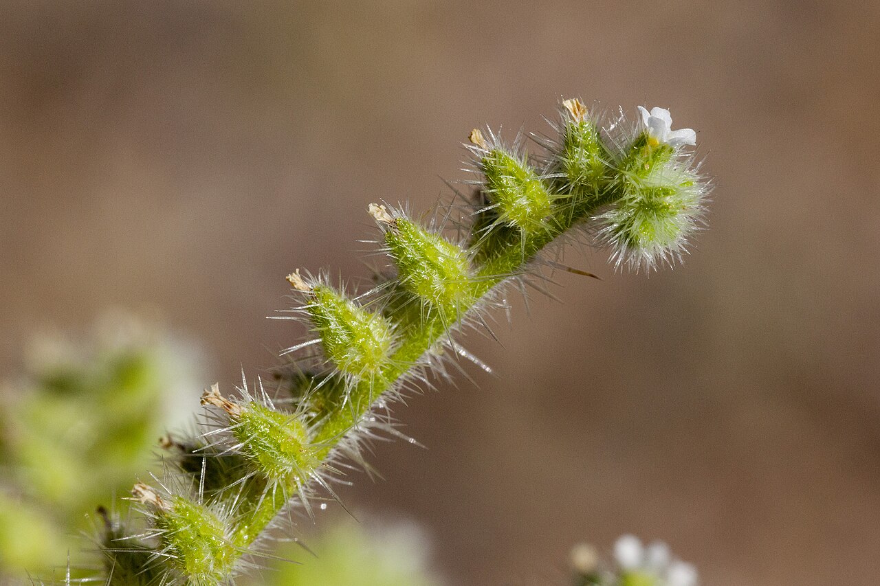 Thicksepal cryptantha: Cryptantha crassisepala , west side of the Rio Grande, west-northwest of Mesilla Dam and southwest of Mesilla Park, 32.2298 -106.8177, Doña Ana County, New Mexi