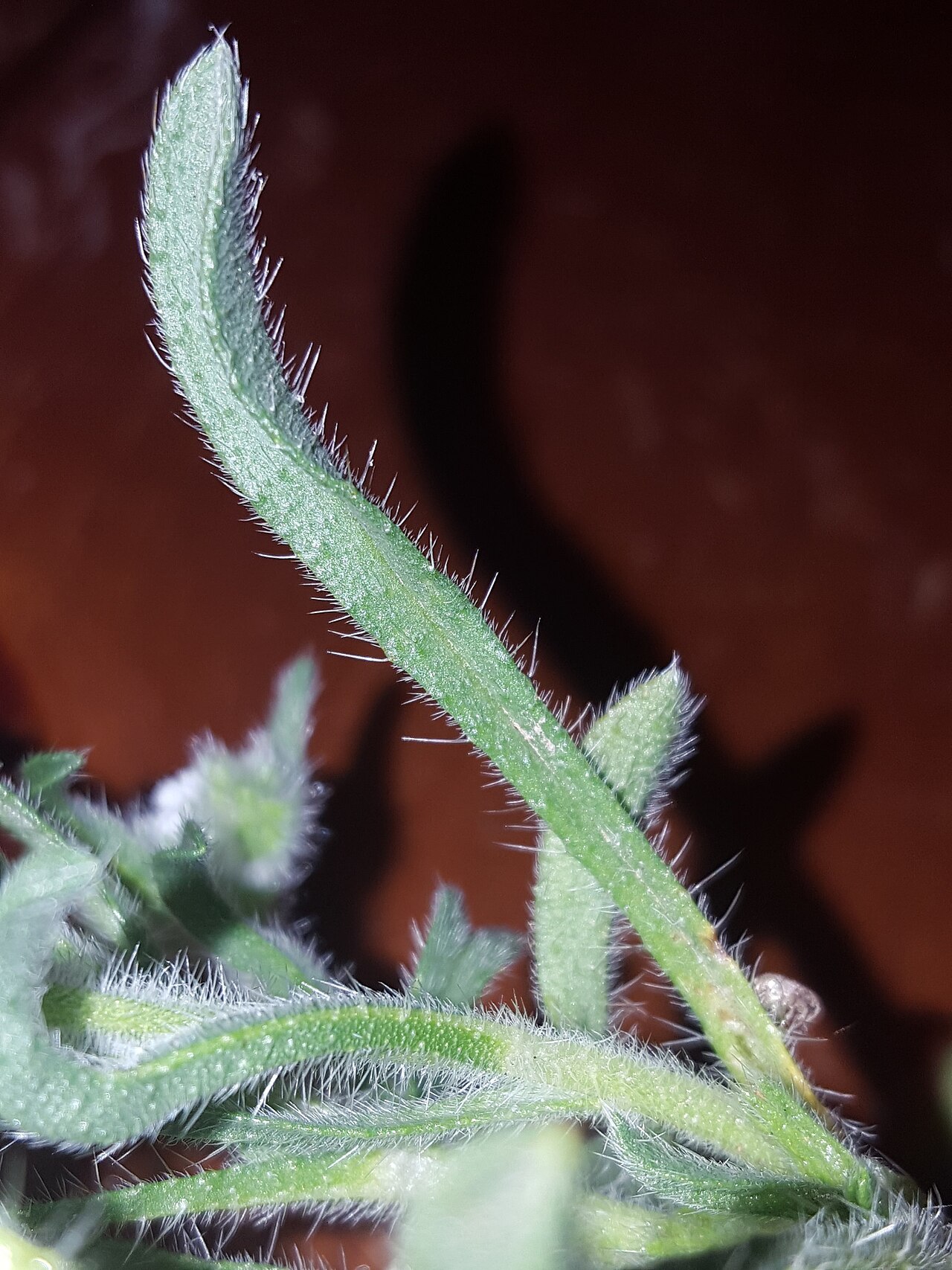 Thicksepal cryptantha: Thicksepal Cryptantha ( Cryptantha crassisepala ) in the United States